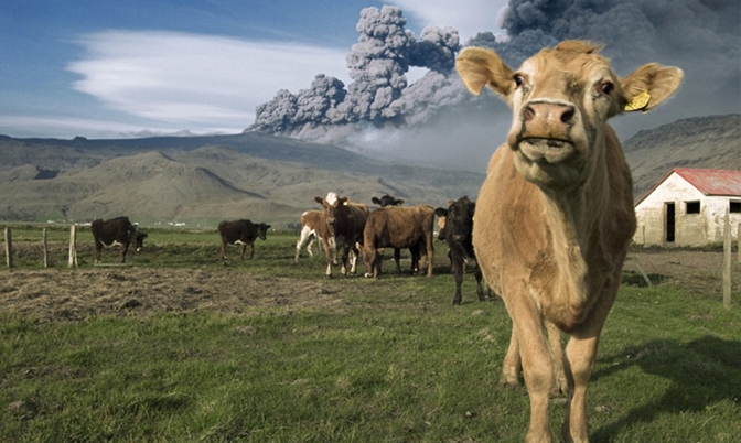 戏剧化的冰岛火山喷发照：奶牛抢镜困惑不解