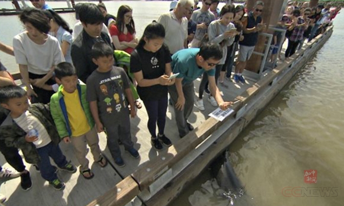 海狮叼小女孩下水 码头成著名景点