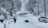 BC省罕见低温和暴风雪多航班与轮渡被取消