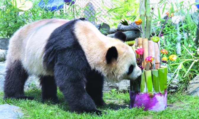 大熊猫二顺多市庆生辰 竹子生果砌蛋糕