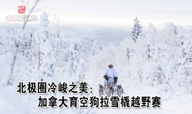 北极圈冷峻之美：育空狗拉雪橇越野赛